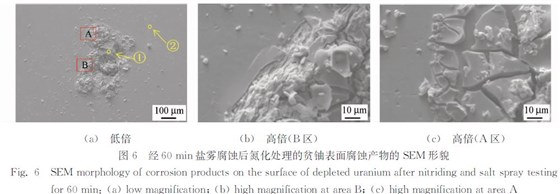 图６ 经６０ｍｉｎ盐雾腐蚀后氮化处理的贫铀表面腐蚀产物的ＳＥＭ 形貌