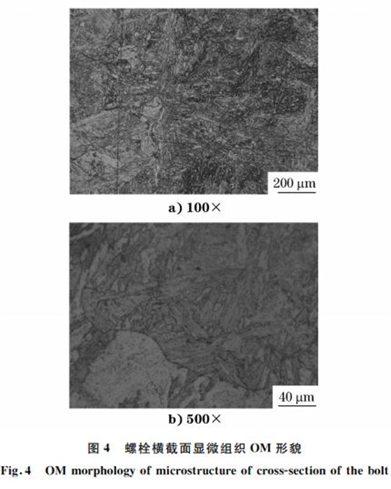 图４ 螺栓横截面显微组织 OM 形貌