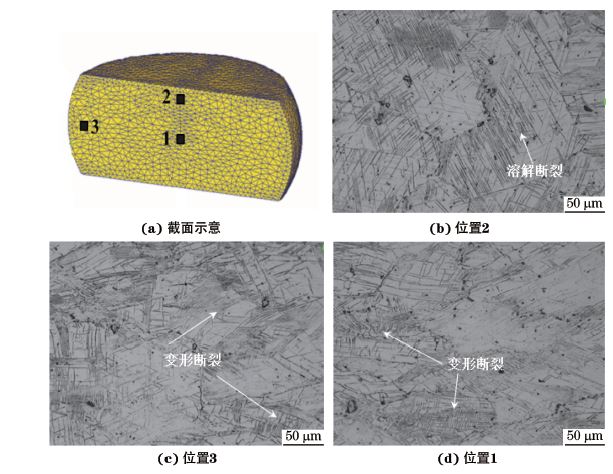 图３ 在９８０ ℃、应变速率为０．０１０s－１下压缩至应变量为３０％后GH４１６９合金不同区域的显微组织