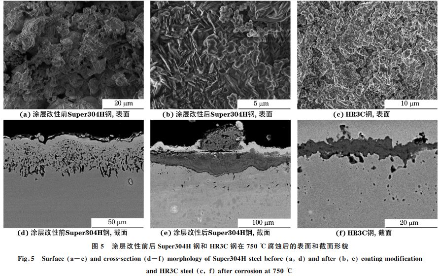 图５ 涂层改性前后Super３０４H 钢和 HR３C钢在７５０ ℃腐蚀后的表面和截面形貌